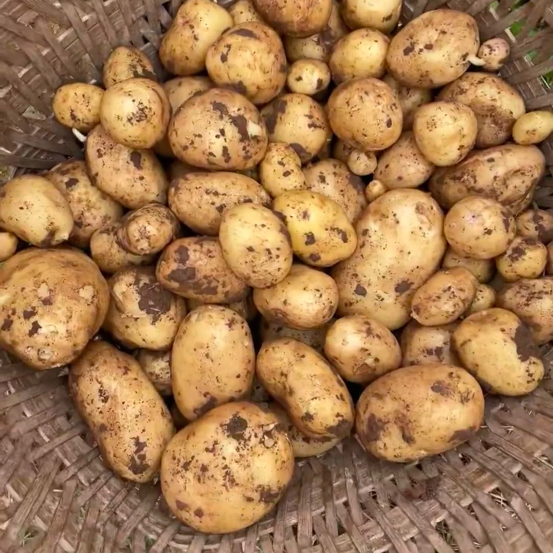 【铁涌现挖】广东惠东黄心新土豆5斤 现挖沙地马铃薯 同城包邮配送上门