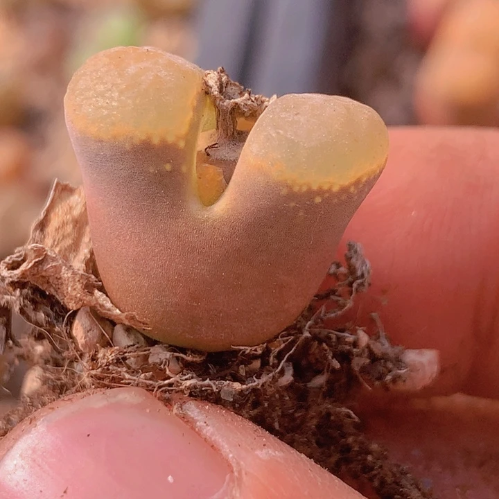 18565566865655688656586