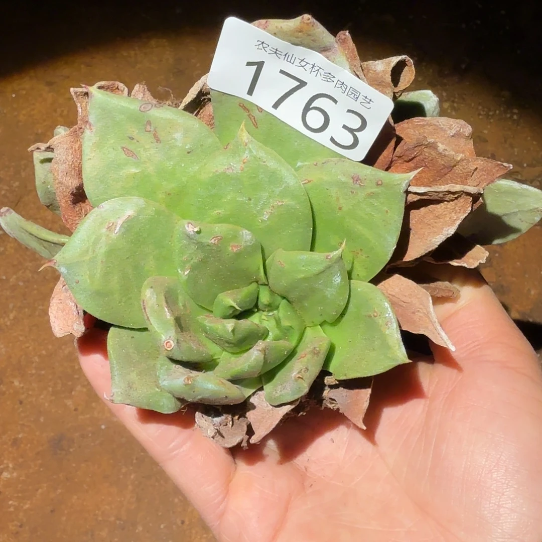 绿牡丹仙女杯多肉福利处理瑕疵