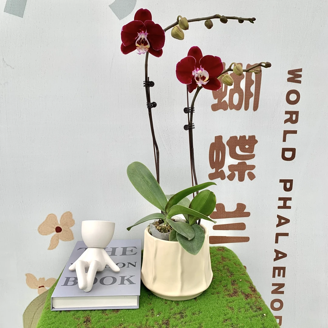 【幻影活动苗】蝴蝶兰 精緻桌面款花卉绿植