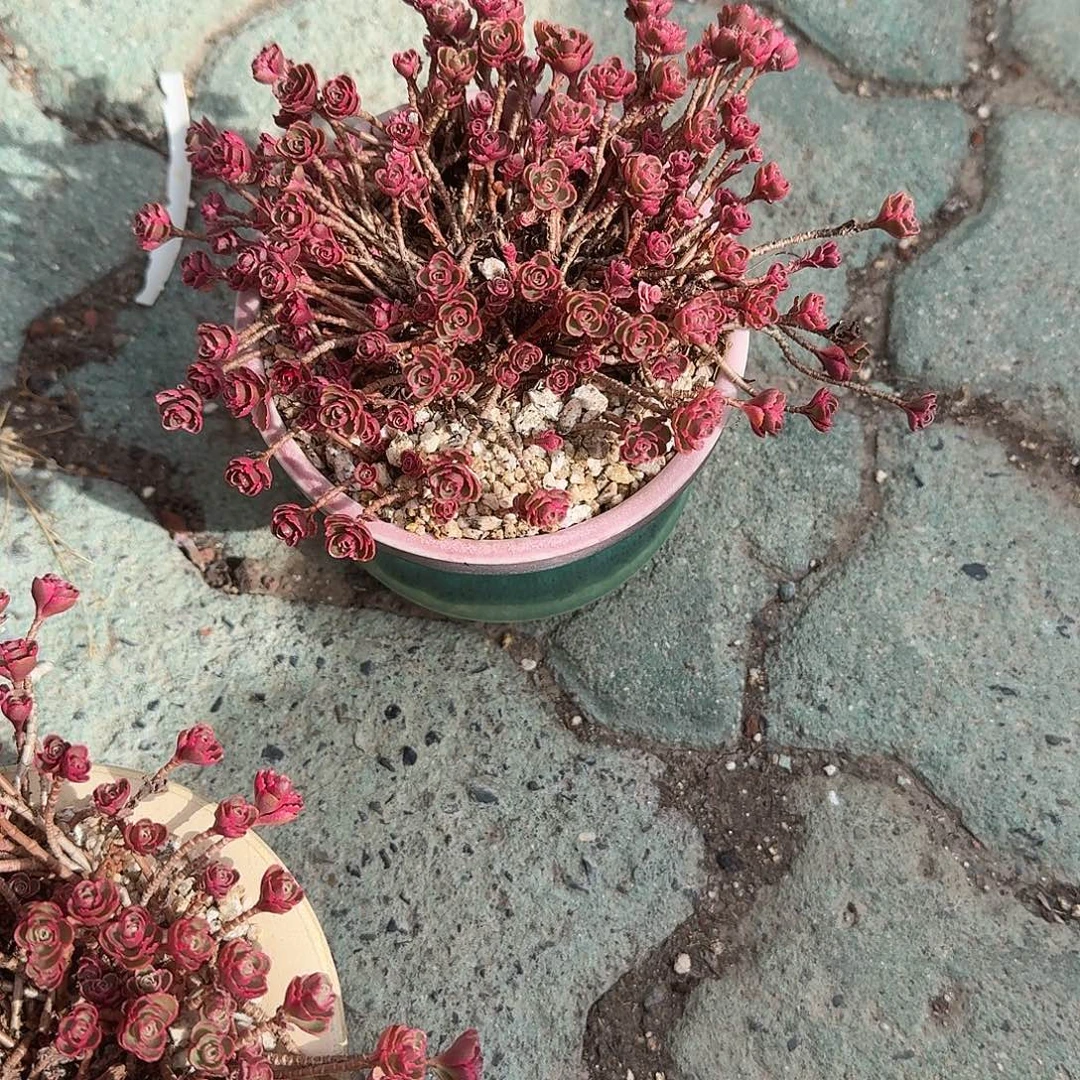 M***&小球玫瑰锦的花盆多肉