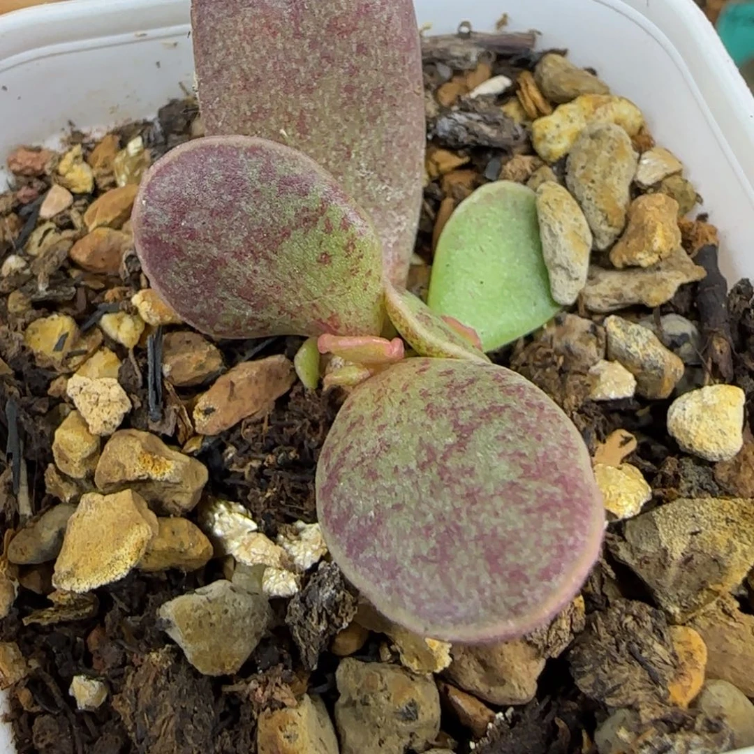 不知名斑点叶插，五方盆发