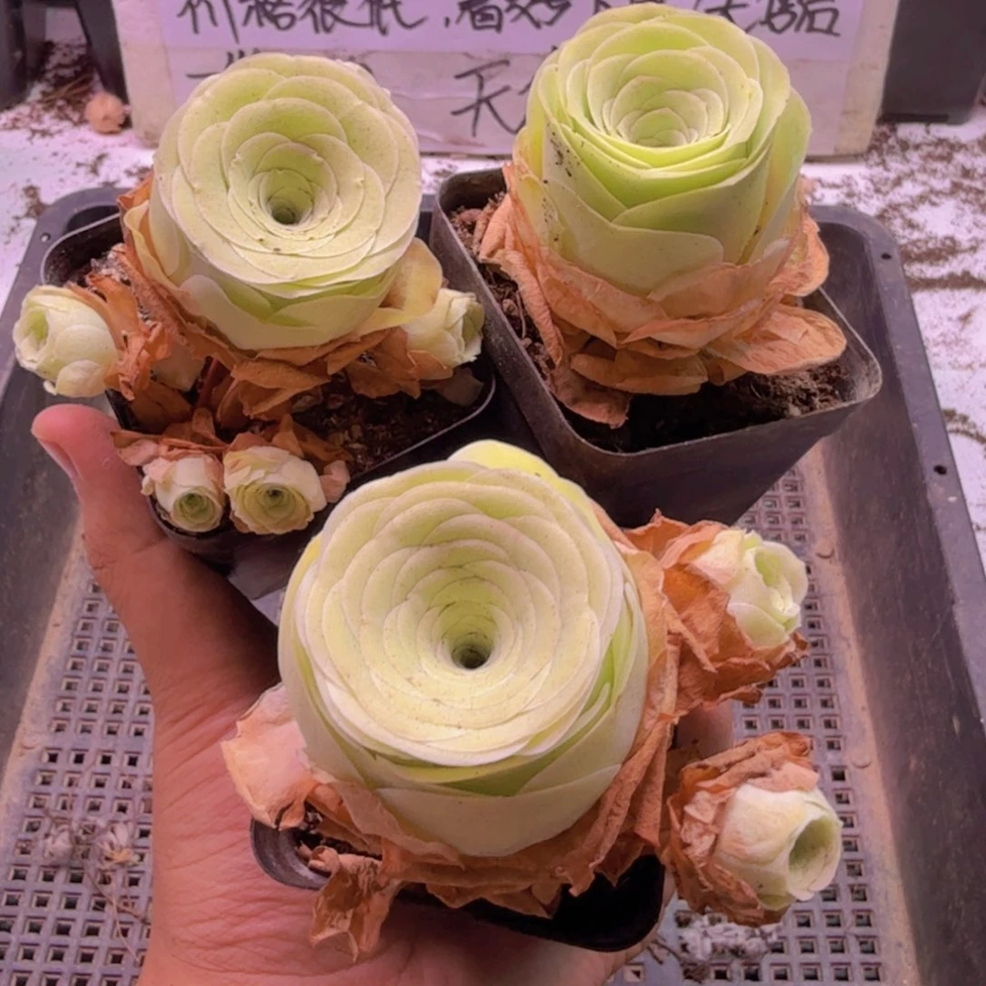 酒杯福利福利玫瑰一颗