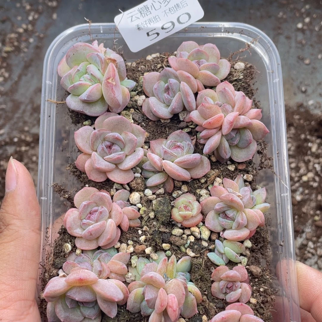 云糖心多肉植物590