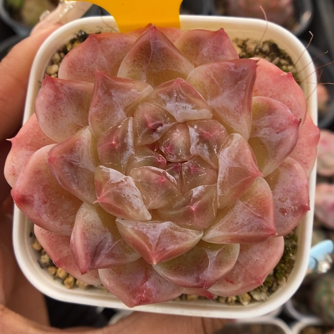 糖心粉魄可拍345号。