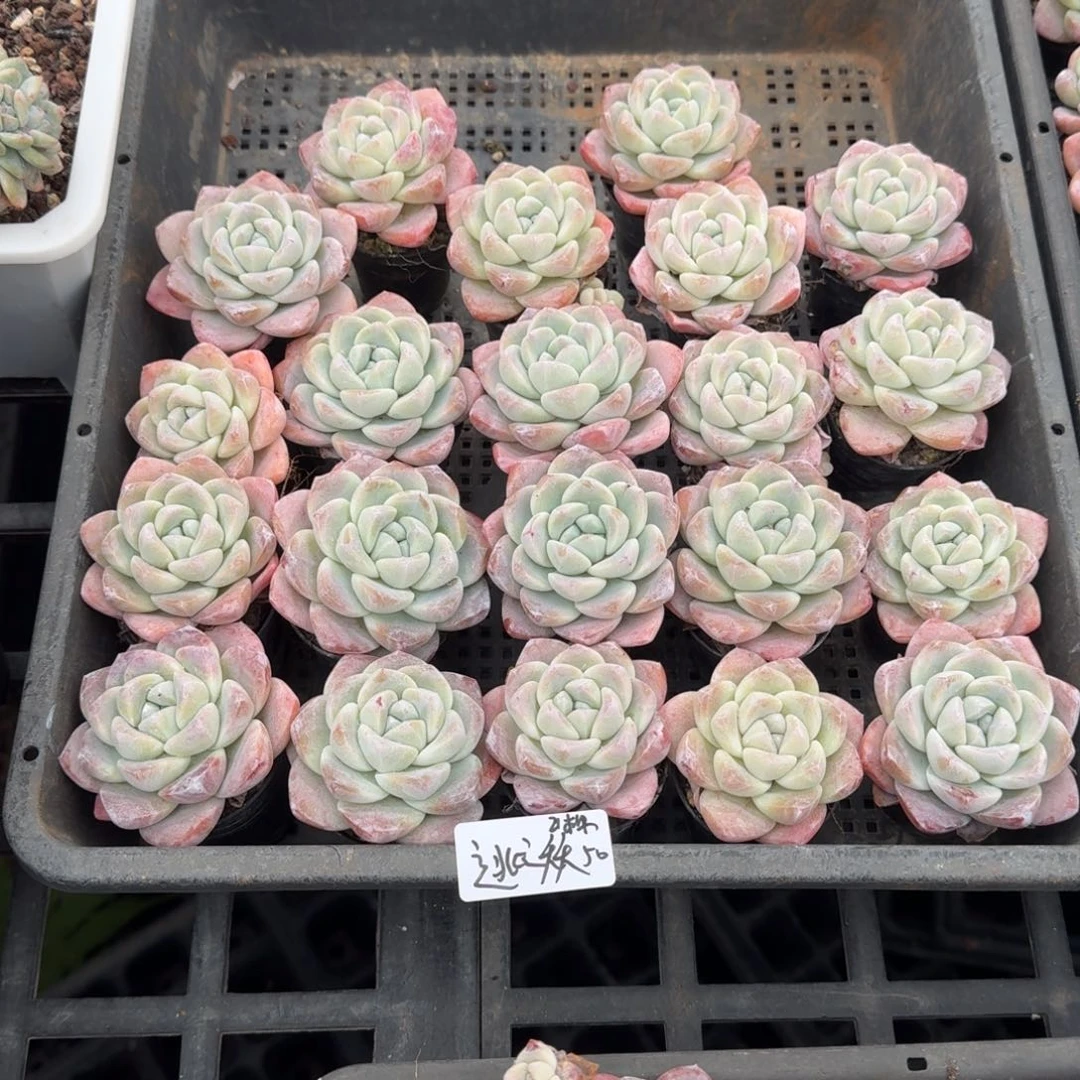 逃**夭逃之夭夭冰玉21棵50元