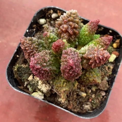 珠子玉水泡6仙人球