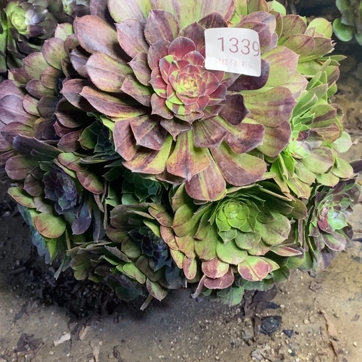 花月夜多肉断头不包1339