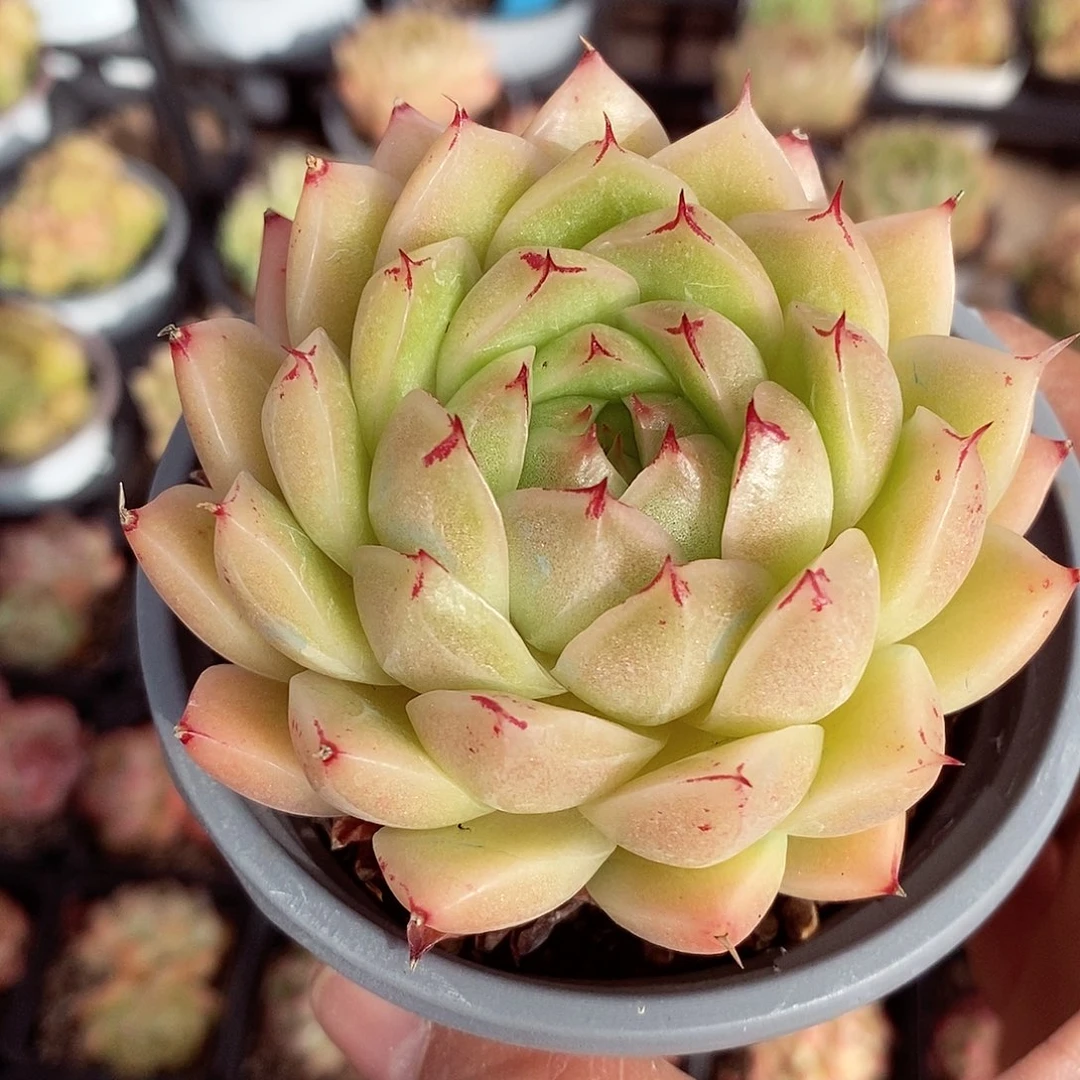 枫绯8cm多肉植物