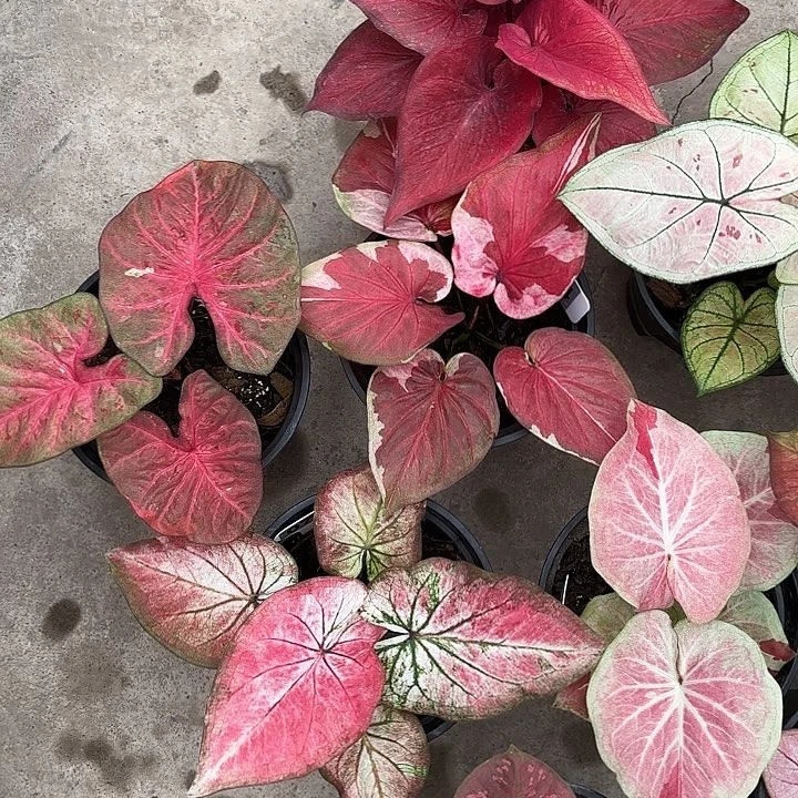 慕****e999-0217彩叶芋广东现货