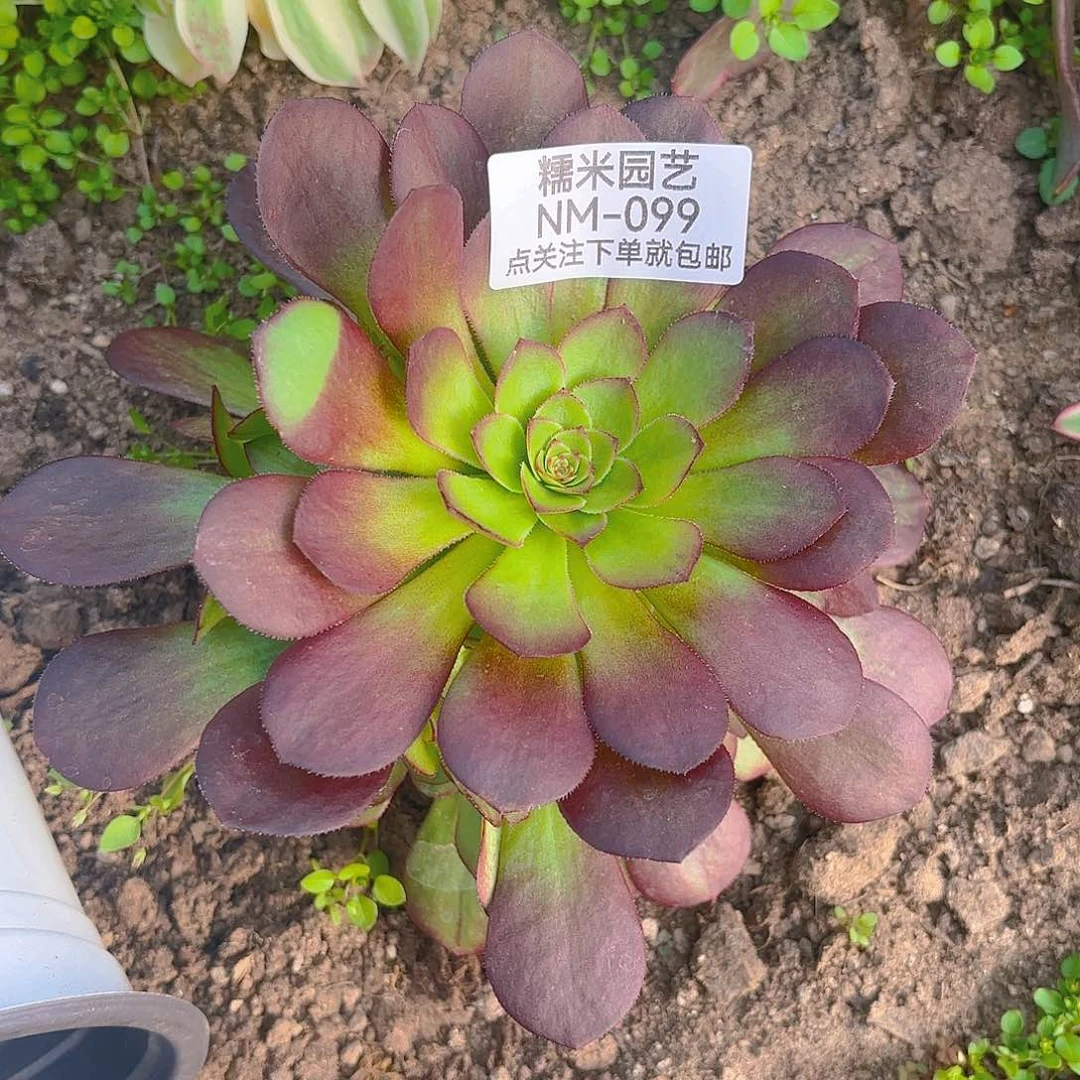 雨荷多肉植物099