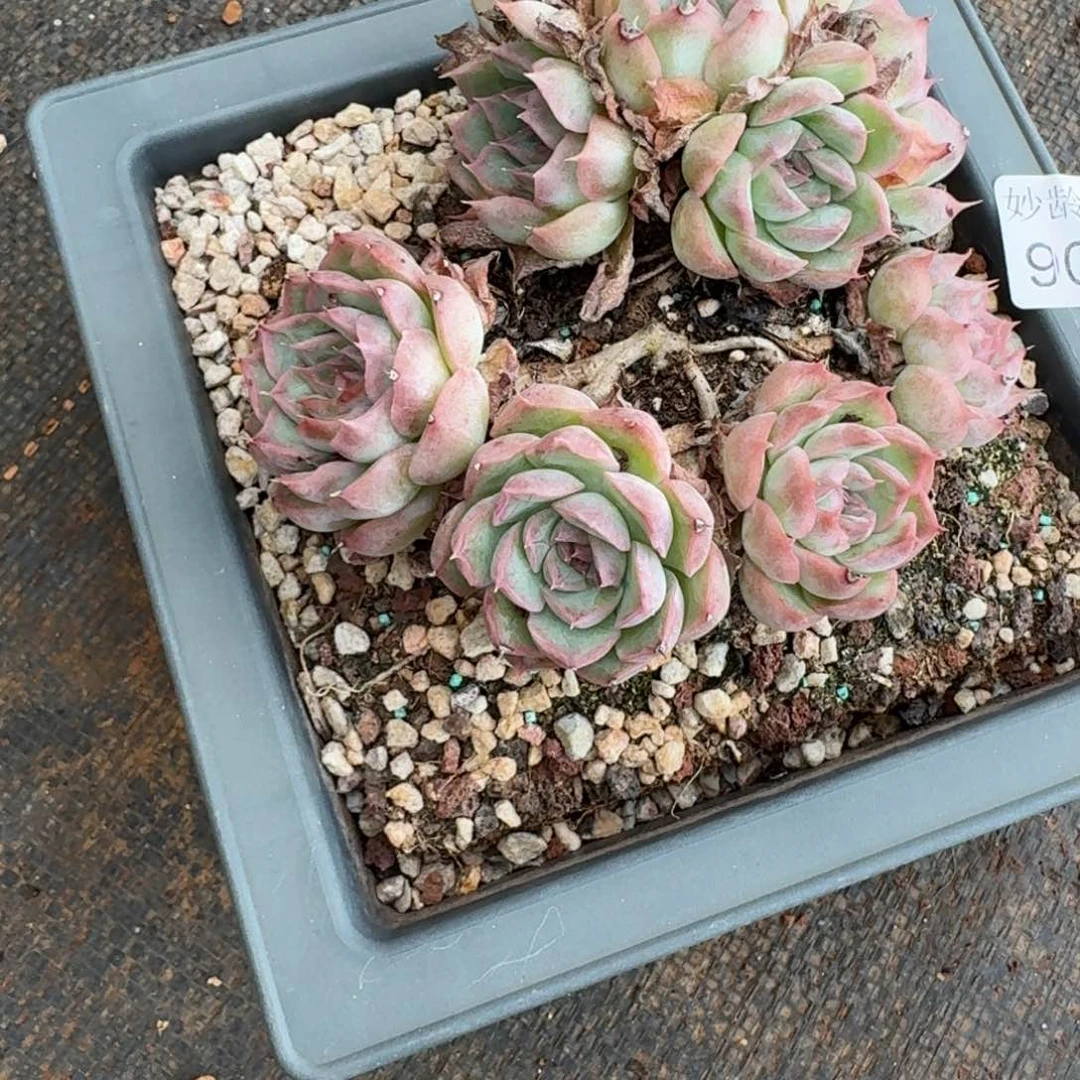 叮***59019散群瑕疵不售后