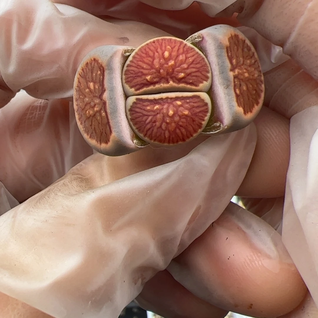 0753号跟单发多肉植物福利