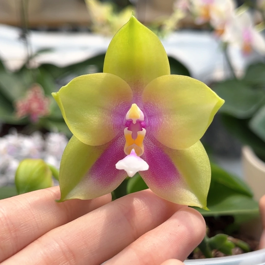 完全开放4寸2219开花株