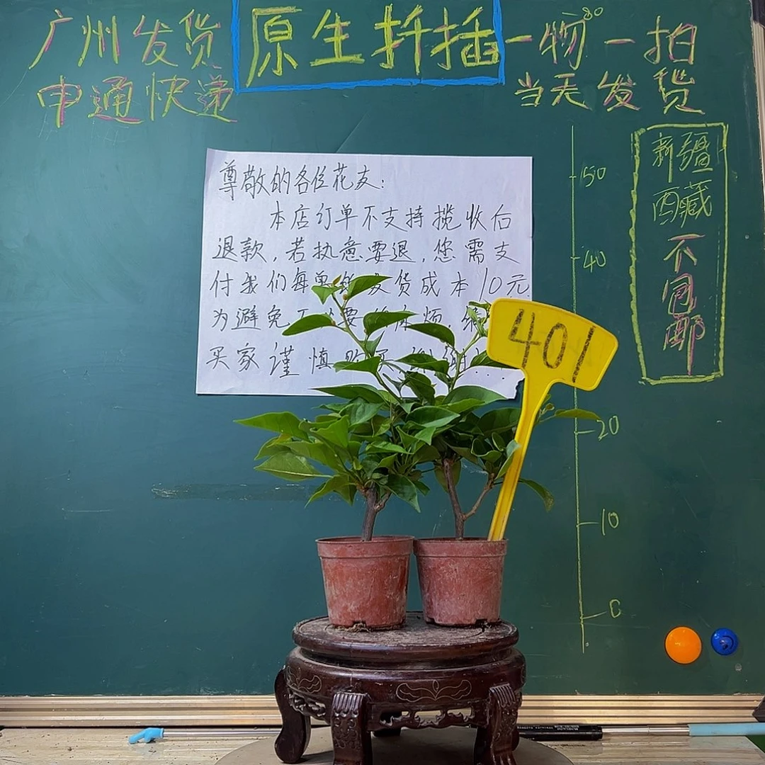 当前无花栽培后可以开花两颗盲盒掌中宝 401