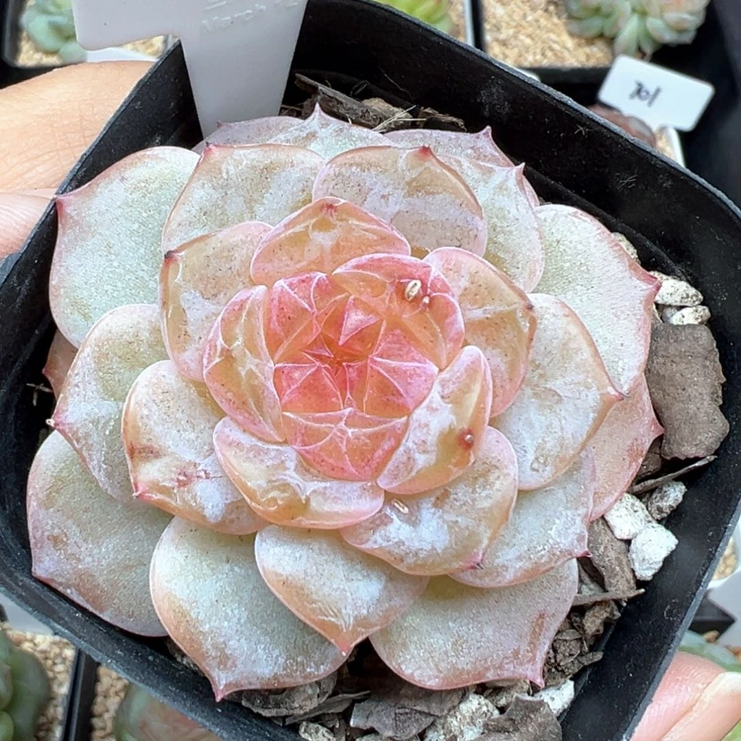 130号灼灼有晒斑 晗雨多肉