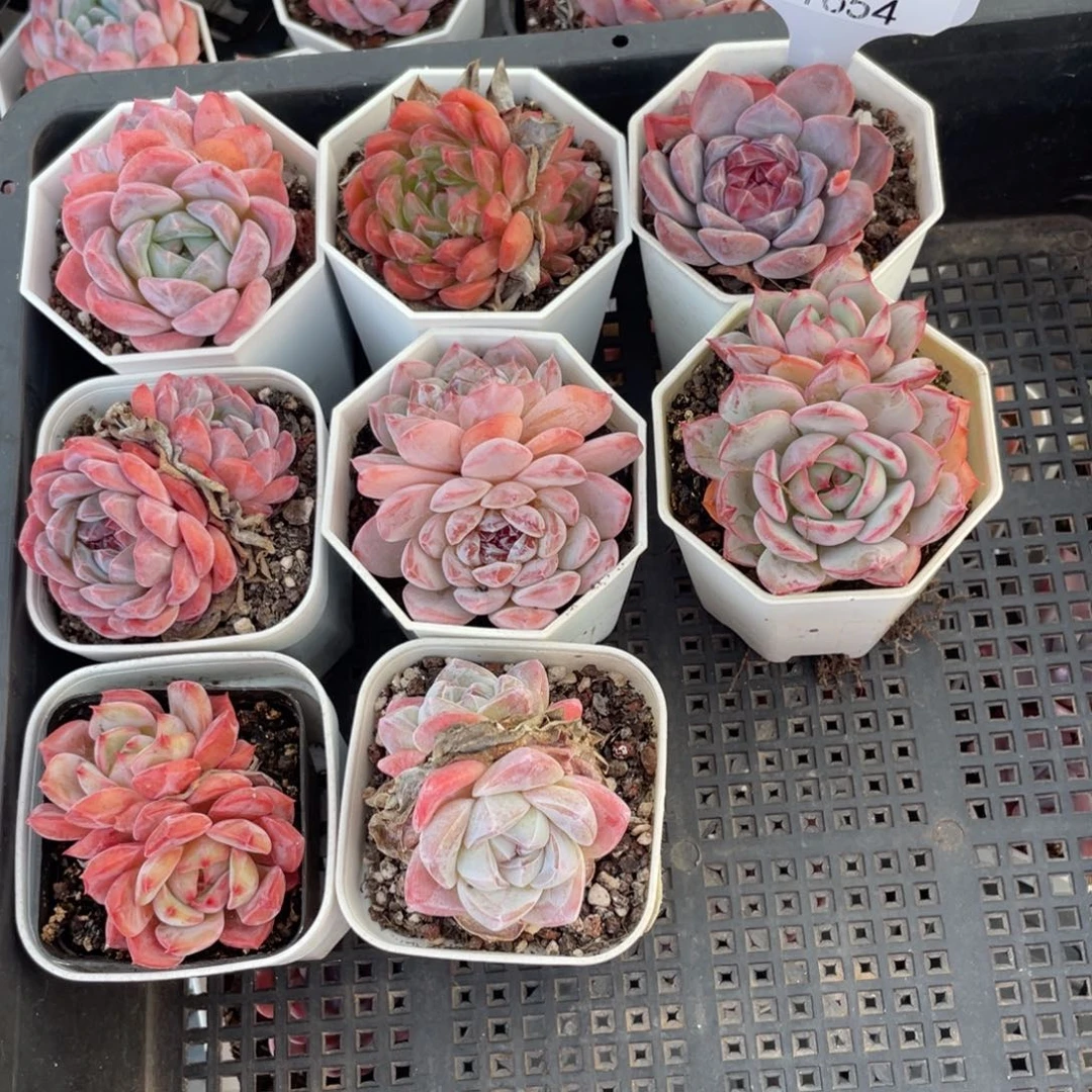 不包整散 盆子不售后1654