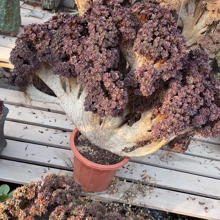 法师老桩缀化欧紫