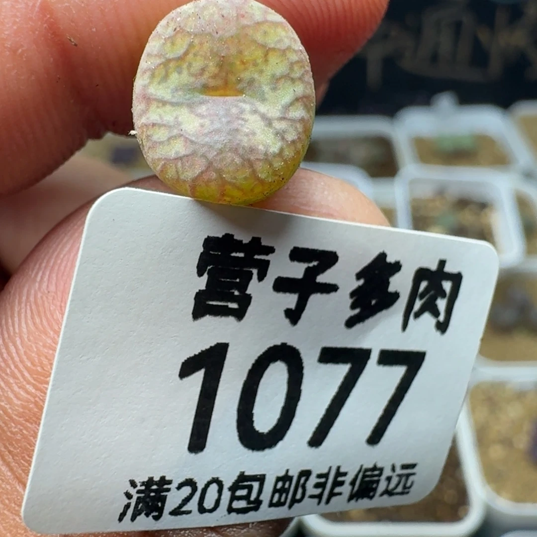 毛杂。