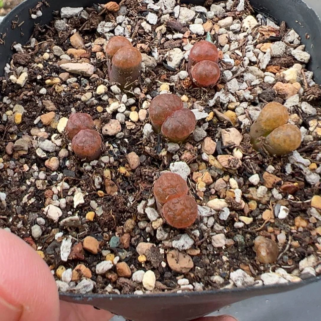 9.14好看的多肉脱土发货952