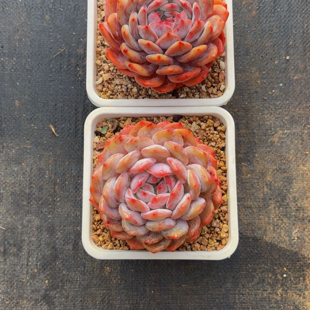 淡****?橙子，多肉植物的话