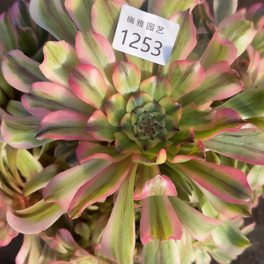 多肉植物黛玉1253