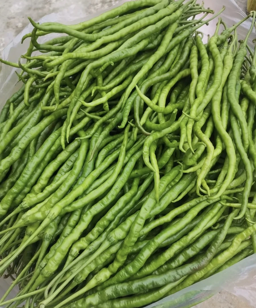 贵州本地新鲜鸡爪青辣椒