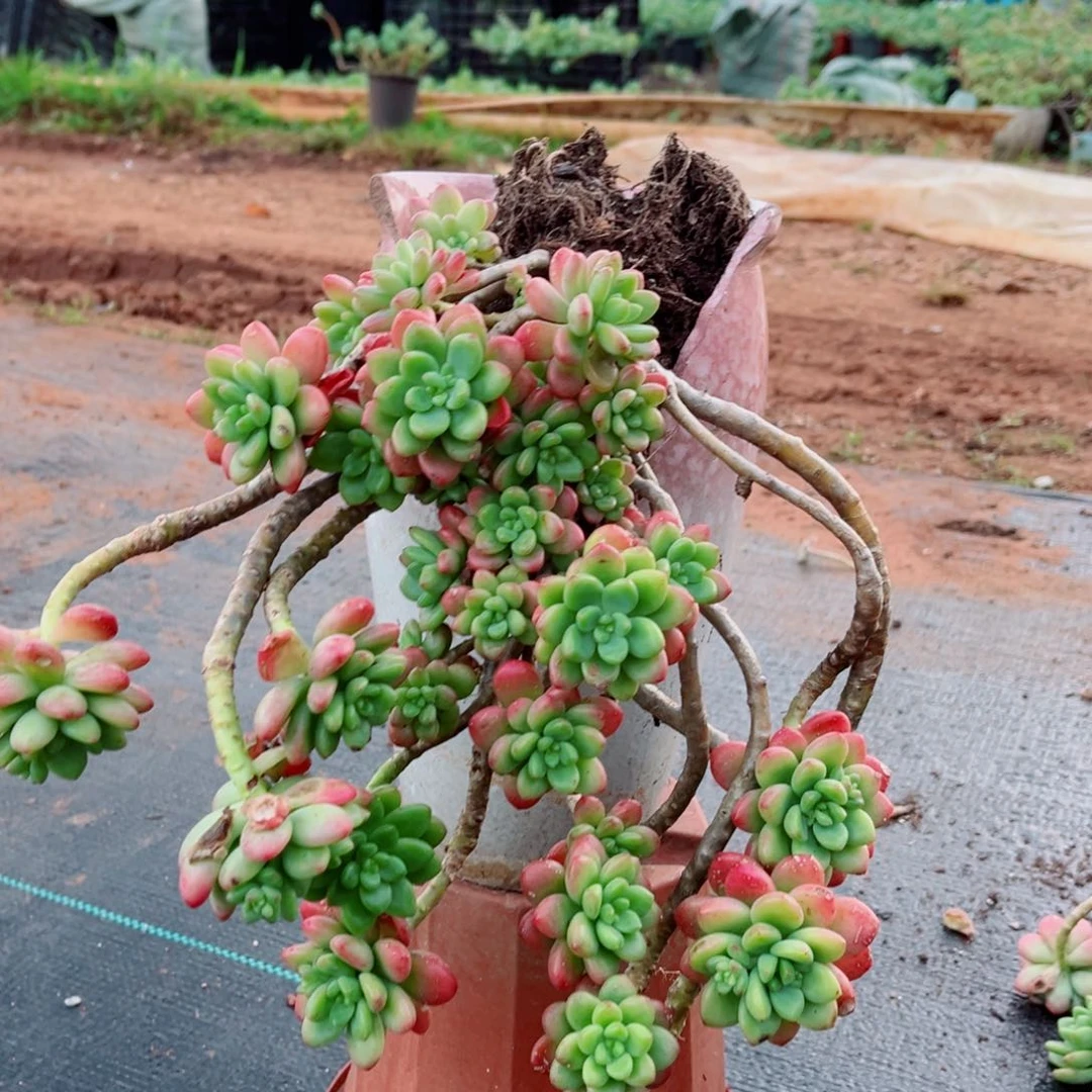 香格里拉两颗带土球发货