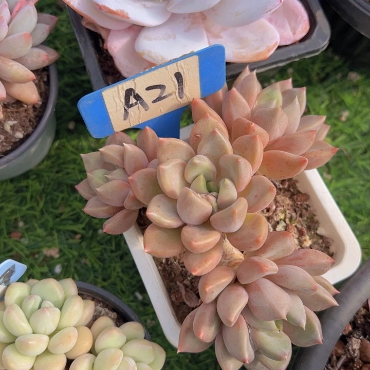 健健康康平平安安