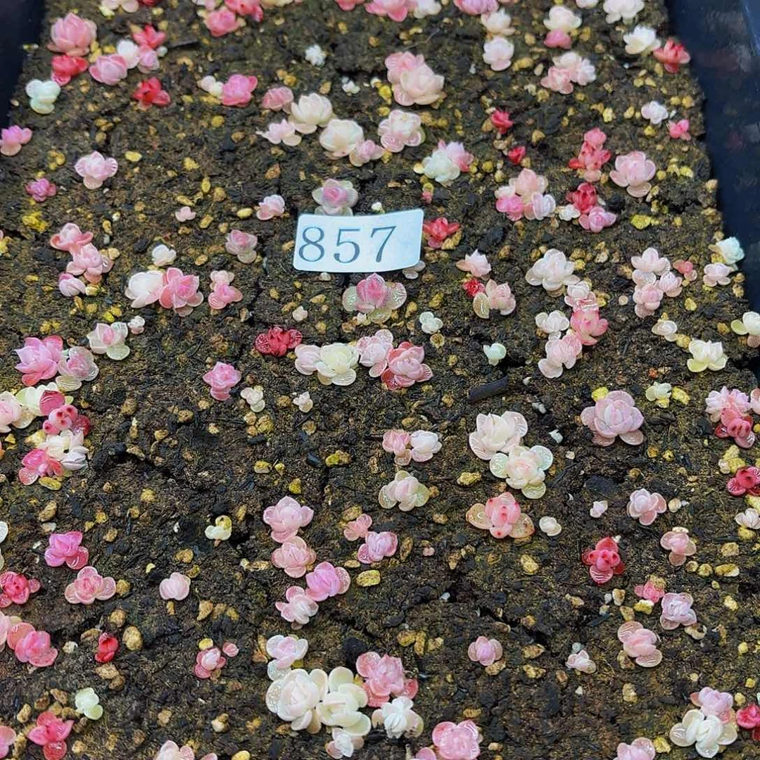 多肉植物多肉植物857