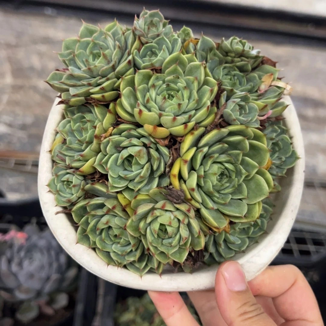 笨吧弟斯手捧老桩