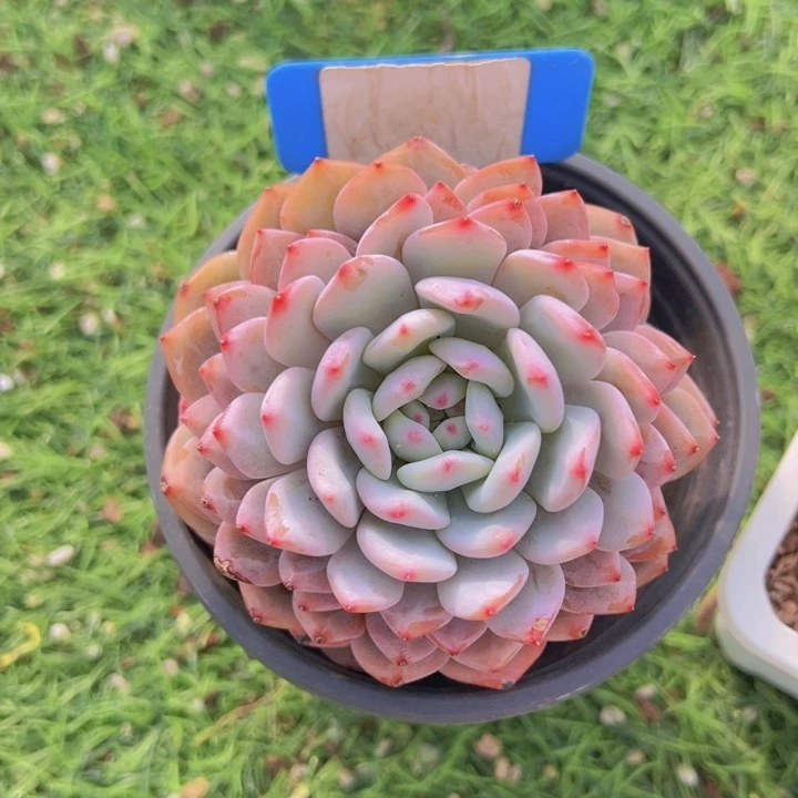 健健康康平平安安