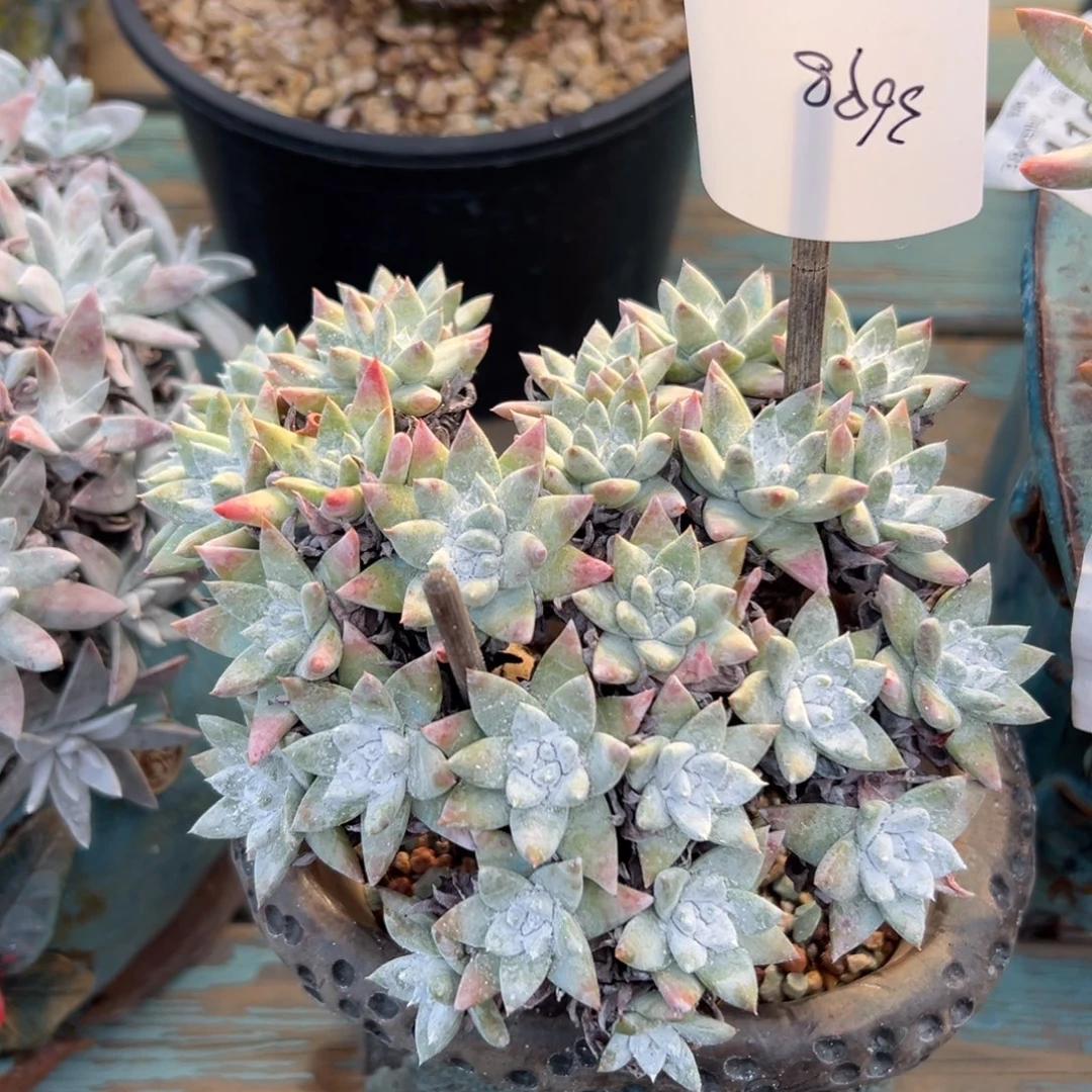 流丹白菊～一物一拍3698