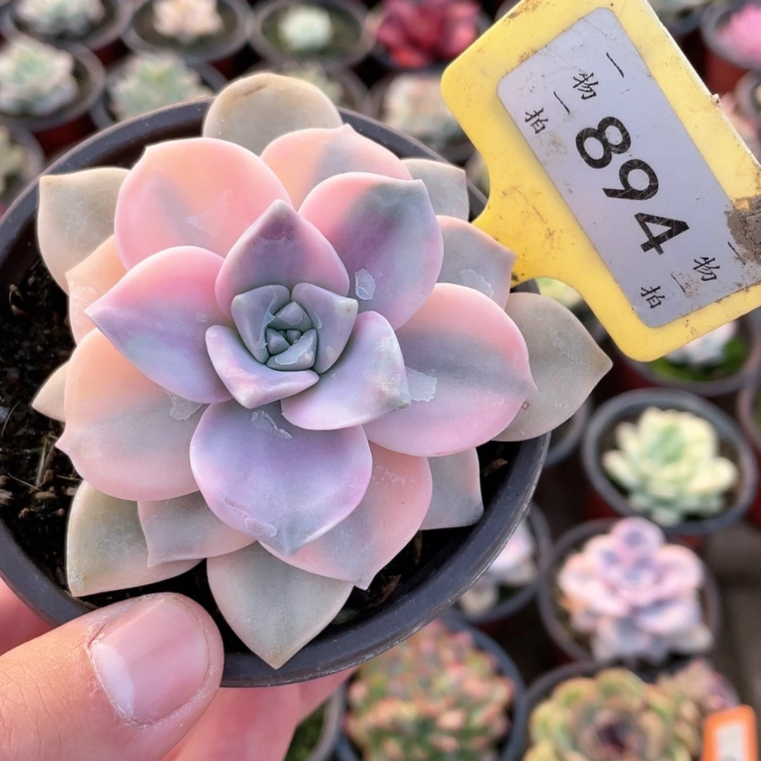 【闪购商品】894号