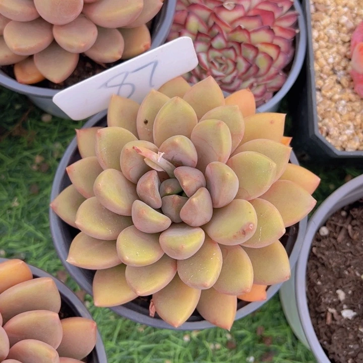 健健康康平平安安