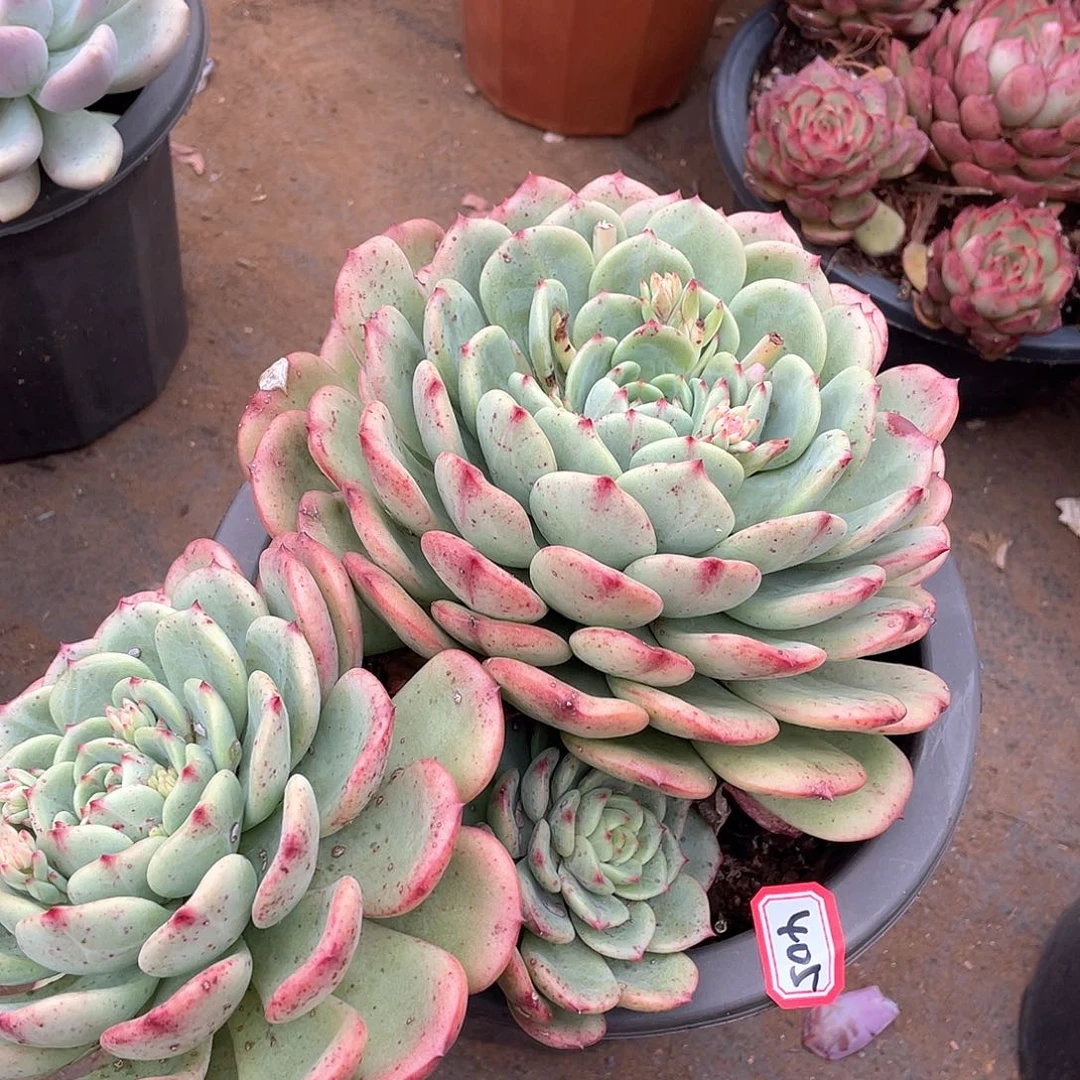 405三文鱼一物一拍多肉