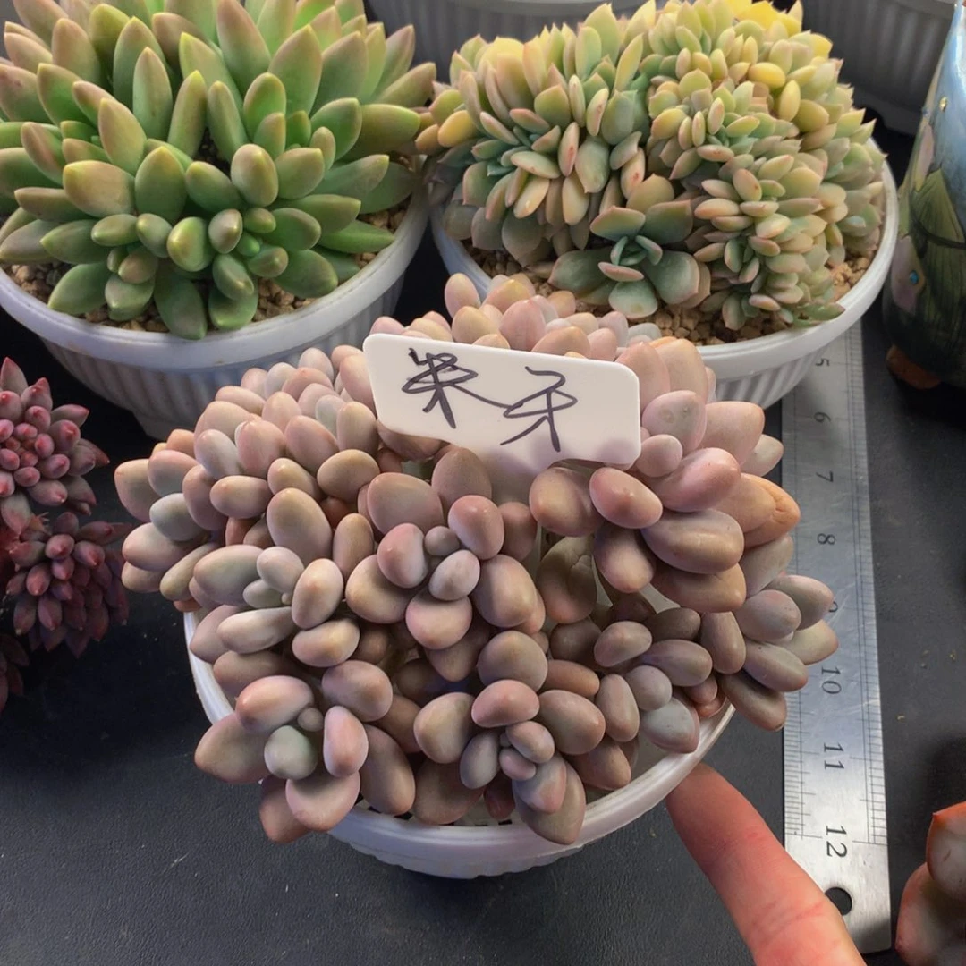 蜜朵丽好看好看好看
