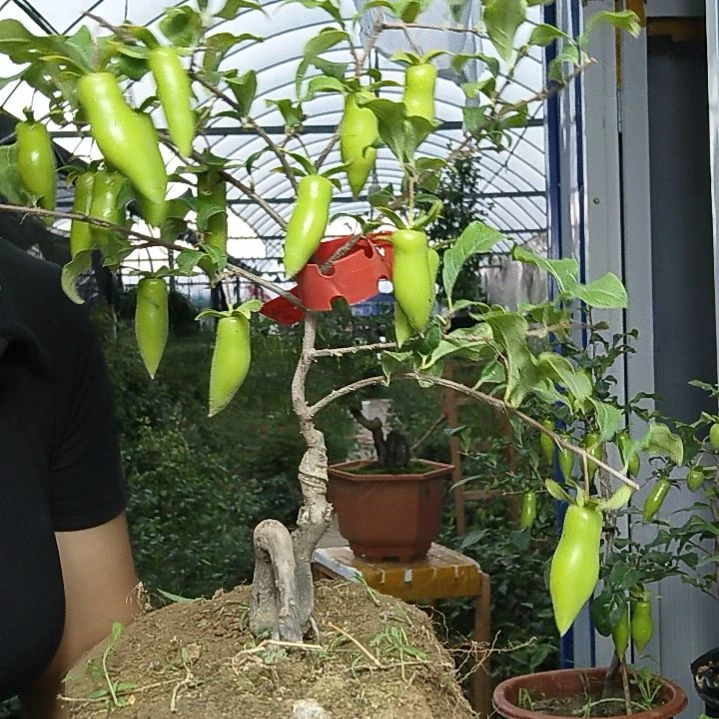 芦***林完全开放老鸭柿子