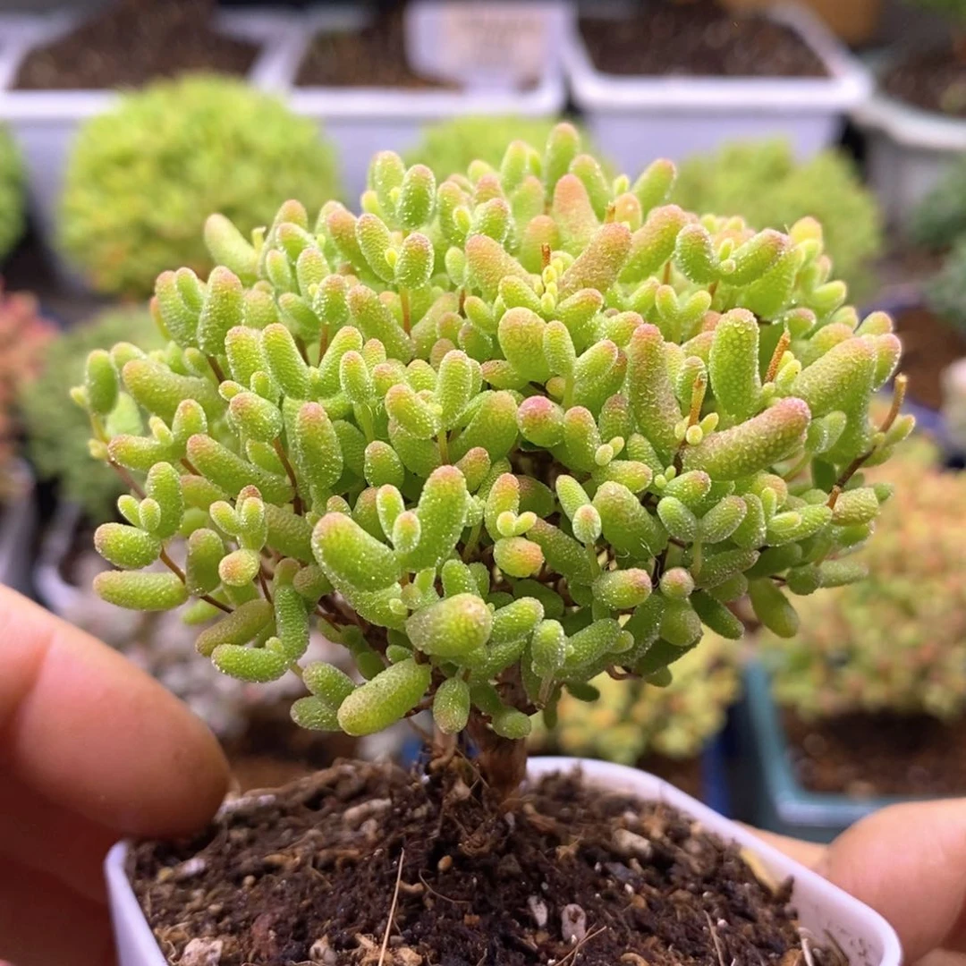 388蜜橘糖球。