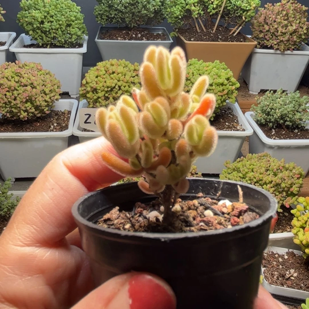 26实生橙叶优选枝干