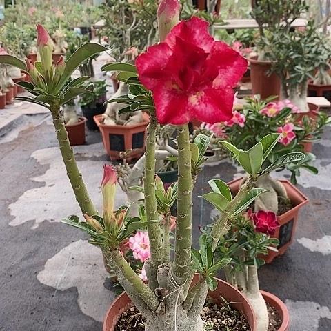 【闪购商品】当前无花朵，栽培后可花朵花***?绿植