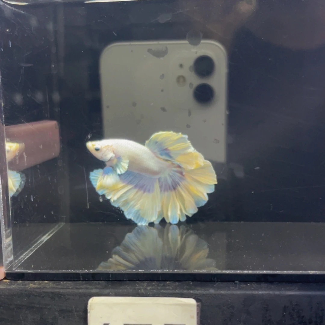 霓虹灯鱼Hahahsh 475