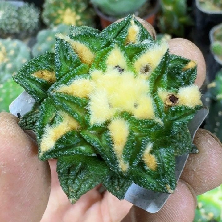 无花朵潇*福利落地新顿999