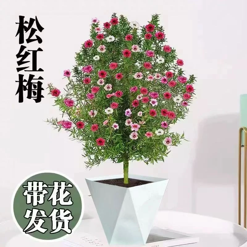 松红梅盆栽带花苞室内外耐寒阳台四季好养开花可观赏植物