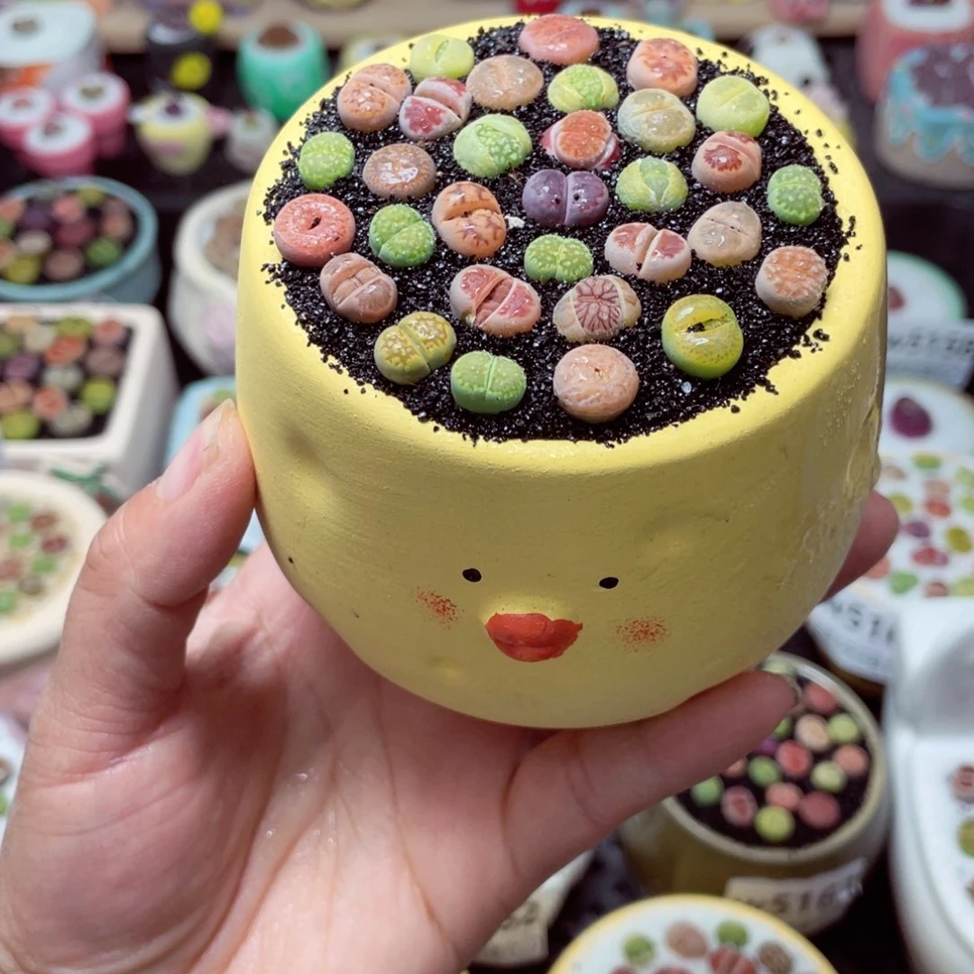 w5178 带盆土发货-零下地区拍保温箱