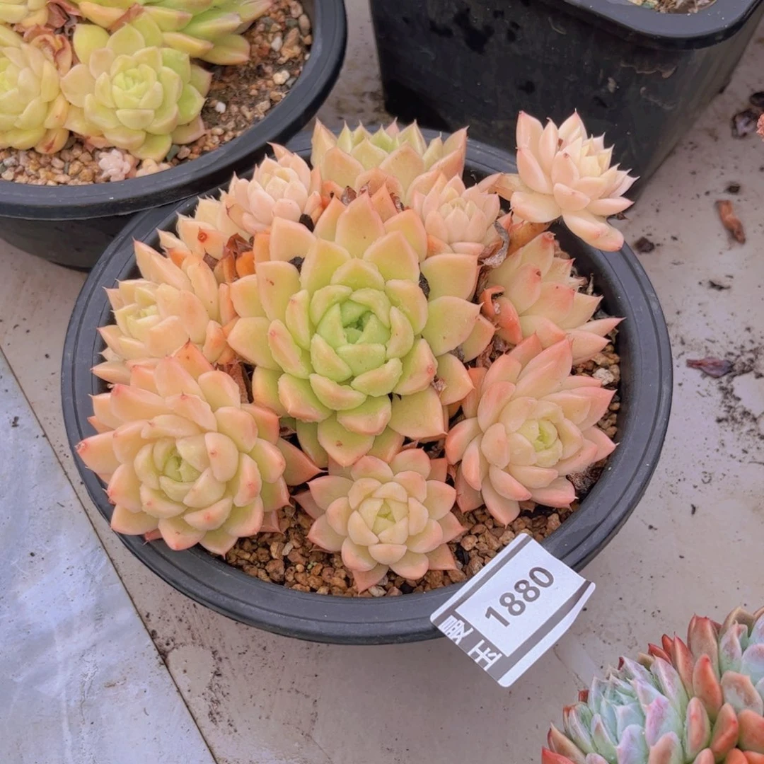 麦秆多肉植物1880