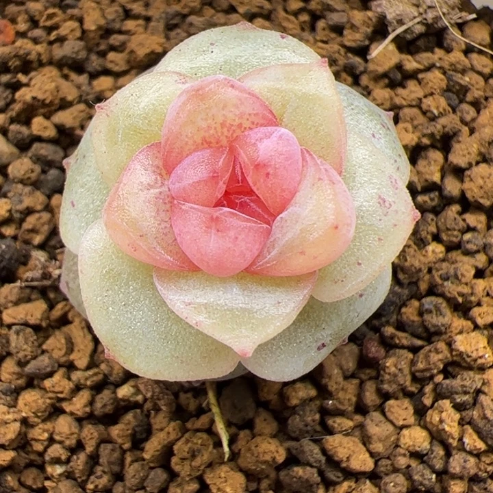 开播福利，一物一拍，尺寸不大介意勿拍