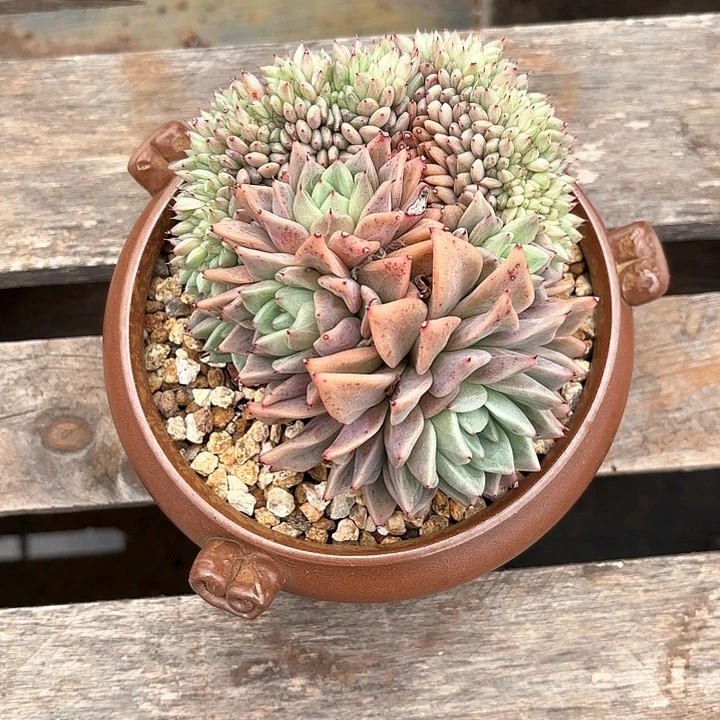 多肉植物，拉赫亚爪缀