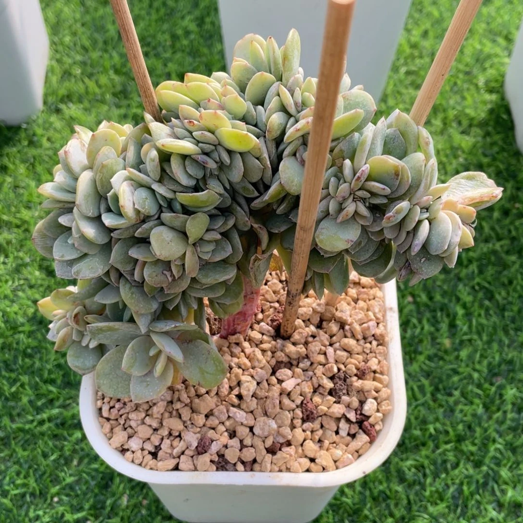 白凤缀化多肉植物