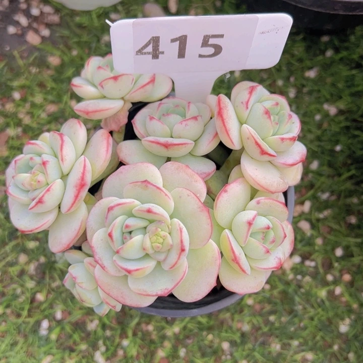 健健康康平平安安